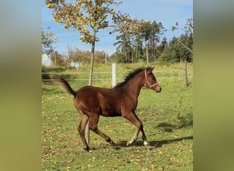 Vollblutaraber, Hengst, 1 Jahr, 156 cm, Brauner