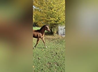 Arabiskt fullblod, Hingst, 1 år, 156 cm, Brun