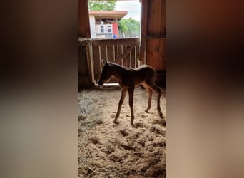 Arabiskt fullblod, Hingst, 1 år, 156 cm, Brun