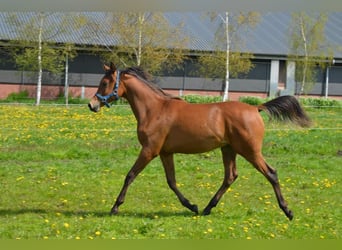 Arabiskt fullblod, Hingst, 1 år, 157 cm, Brun