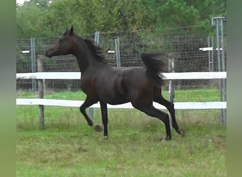 Arabiskt fullblod, Hingst, 1 år, 157 cm, Mörkbrun