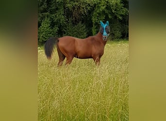 Arabiskt fullblod, Hingst, 1 år, 158 cm, Brun