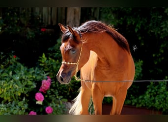 Arabiskt fullblod, Hingst, 1 år, 158 cm, Brun