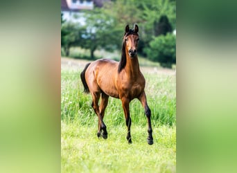 Arabiskt fullblod, Hingst, 1 år, Brun