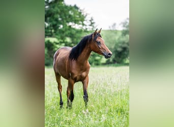 Arabiskt fullblod, Hingst, 1 år, Brun