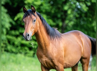 Arabiskt fullblod, Hingst, 1 år, Brun