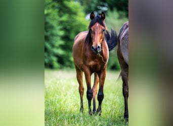 Arabiskt fullblod, Hingst, 1 år, Brun