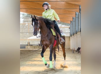 Arabiskt fullblod, Hingst, 1 år, Brun