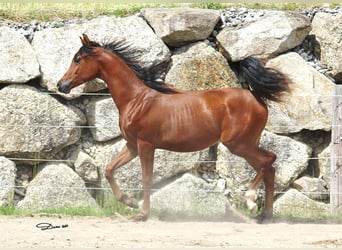 Arabiskt fullblod, Hingst, 1 år, Brun