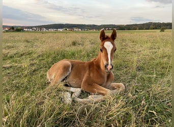Arabiskt fullblod, Hingst, 1 år