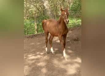 Arabiskt fullblod, Hingst, 1 år, fux