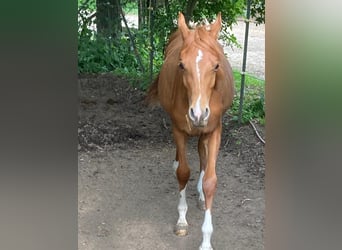 Arabiskt fullblod, Hingst, 1 år, fux