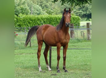 Arabiskt fullblod, Hingst, 1 år, Ljusbrun