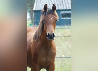 Arabiskt fullblod, Hingst, 1 år, Ljusbrun