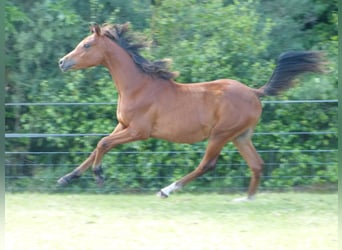 Arabiskt fullblod, Hingst, 1 år, Ljusbrun