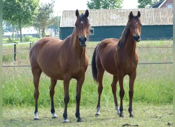 Arabiskt fullblod, Hingst, 1 år, Ljusbrun