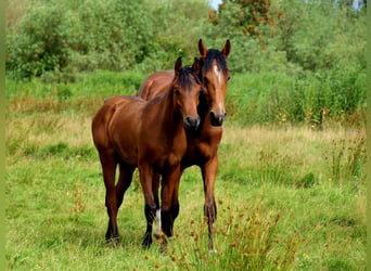 Arabiskt fullblod, Hingst, 1 år, Mörkbrun