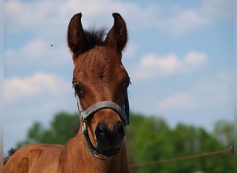 Arabiskt fullblod, Hingst, 1 år, Mörkbrun