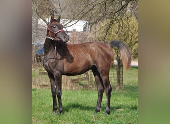 Arabiskt fullblod, Hingst, 2 år, 151 cm, Grå-röd-brun