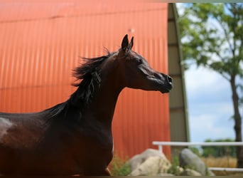 Arabiskt fullblod, Hingst, 2 år, 152 cm, Brun