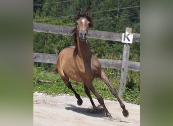 Arabiskt fullblod, Hingst, 2 år, 155 cm, Braunfalbschimmel