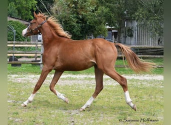 Arabiskt fullblod, Hingst, 2 år, 158 cm, fux