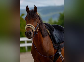 Arabiskt fullblod Blandning, Hingst, 3 år, 140 cm, Brun