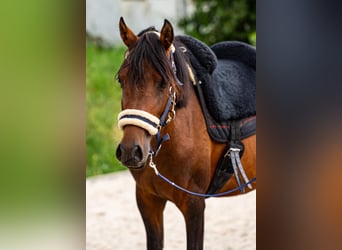 Arabiskt fullblod Blandning, Hingst, 3 år, 140 cm, Brun