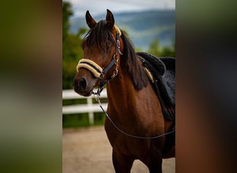 Arabiskt fullblod Blandning, Hingst, 3 år, 140 cm, Brun