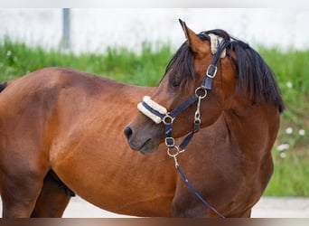 Arabiskt fullblod Blandning, Hingst, 3 år, 140 cm, Brun