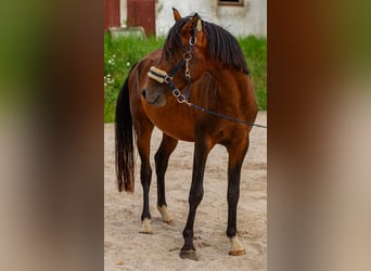 Arabiskt fullblod Blandning, Hingst, 3 år, 140 cm, Brun