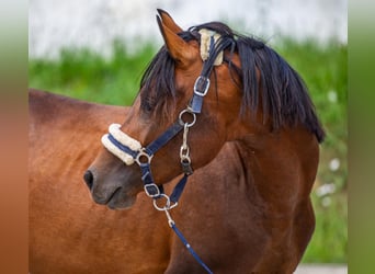 Arabiskt fullblod Blandning, Hingst, 3 år, 140 cm, Brun