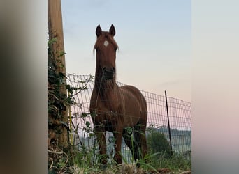 Arabiskt fullblod, Hingst, 3 år, 144 cm, fux