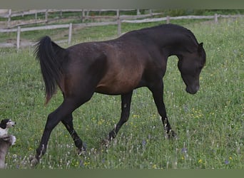 Arabiskt fullblod, Hingst, 3 år, 148 cm, Mörkbrun