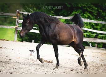 Arabiskt fullblod, Hingst, 3 år, 148 cm, Mörkbrun