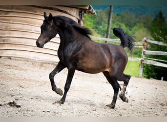 Arabiskt fullblod, Hingst, 3 år, 148 cm, Mörkbrun