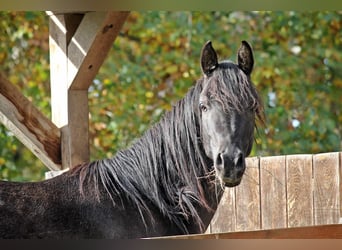 Arabiskt fullblod, Hingst, 3 år, 150 cm, Svart