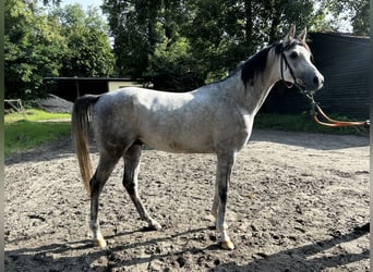 Arabiskt fullblod, Hingst, 3 år, 158 cm, Grå