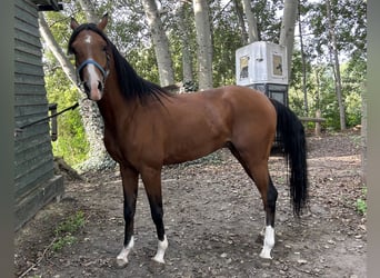 Arabiskt fullblod, Hingst, 3 år, 160 cm, Brun