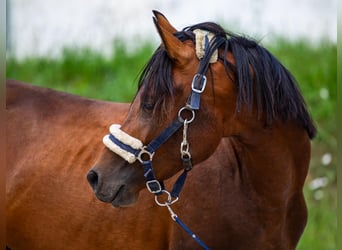 Arabiskt fullblod Blandning, Hingst, 3 år, Brun