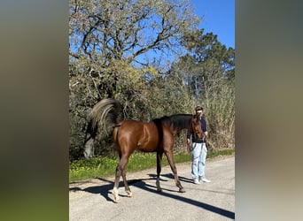 Arabiskt fullblod, Hingst, 4 år, 154 cm, Brun