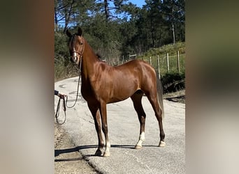 Arabiskt fullblod, Hingst, 4 år, 154 cm, Brun