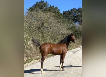 Arabiskt fullblod, Hingst, 4 år, 154 cm, Brun