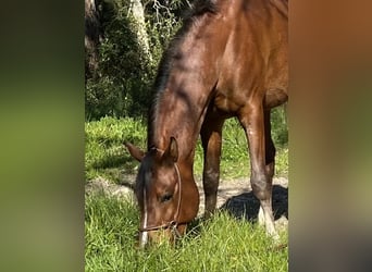 Arabiskt fullblod, Hingst, 4 år, 154 cm, Brun