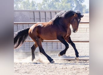 Vollblutaraber, Hengst, 5 Jahre, Rotbrauner