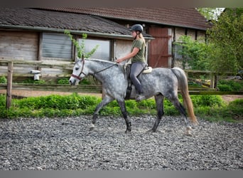 Arabiskt fullblod, Hingst, 6 år, 154 cm, Grå-mörk-brun