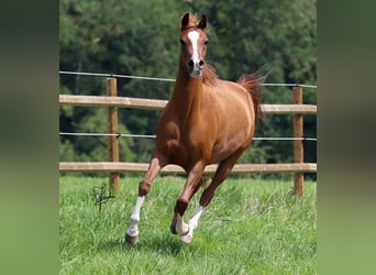 Arabiskt fullblod, Hingst, 7 år, 152 cm, fux