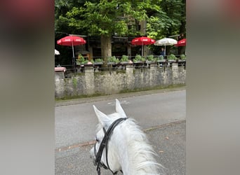 Arabiskt fullblod, Hingst, 7 år, 156 cm, Grå-flugskimmel