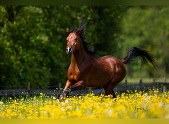 Arabiskt fullblod, Hingst, 8 år, 154 cm, Brun