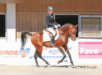 Arabiskt fullblod, Hingst, 8 år, 154 cm, Brun